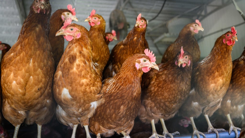 Approximately 90 "backyard flock" birds in Northern California affected by avian flu — CBS Bay Area (KPIX), San Ramon Community news