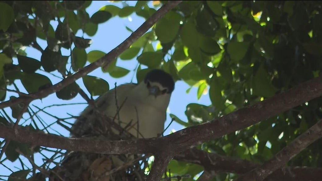 Oakland's official bird among those threatened with removal of downtown trees for housing complex — CBS Bay Area (KPIX), San Ramon Real Estate news