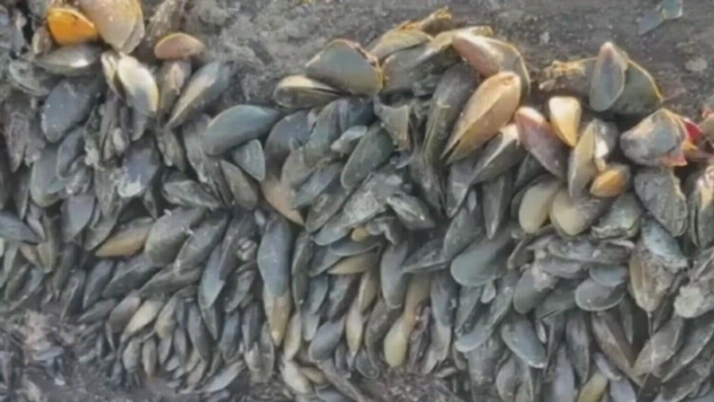 California's golden mussel invasion sparks increased concerns from Stockton-area leaders — San Ramon Government news