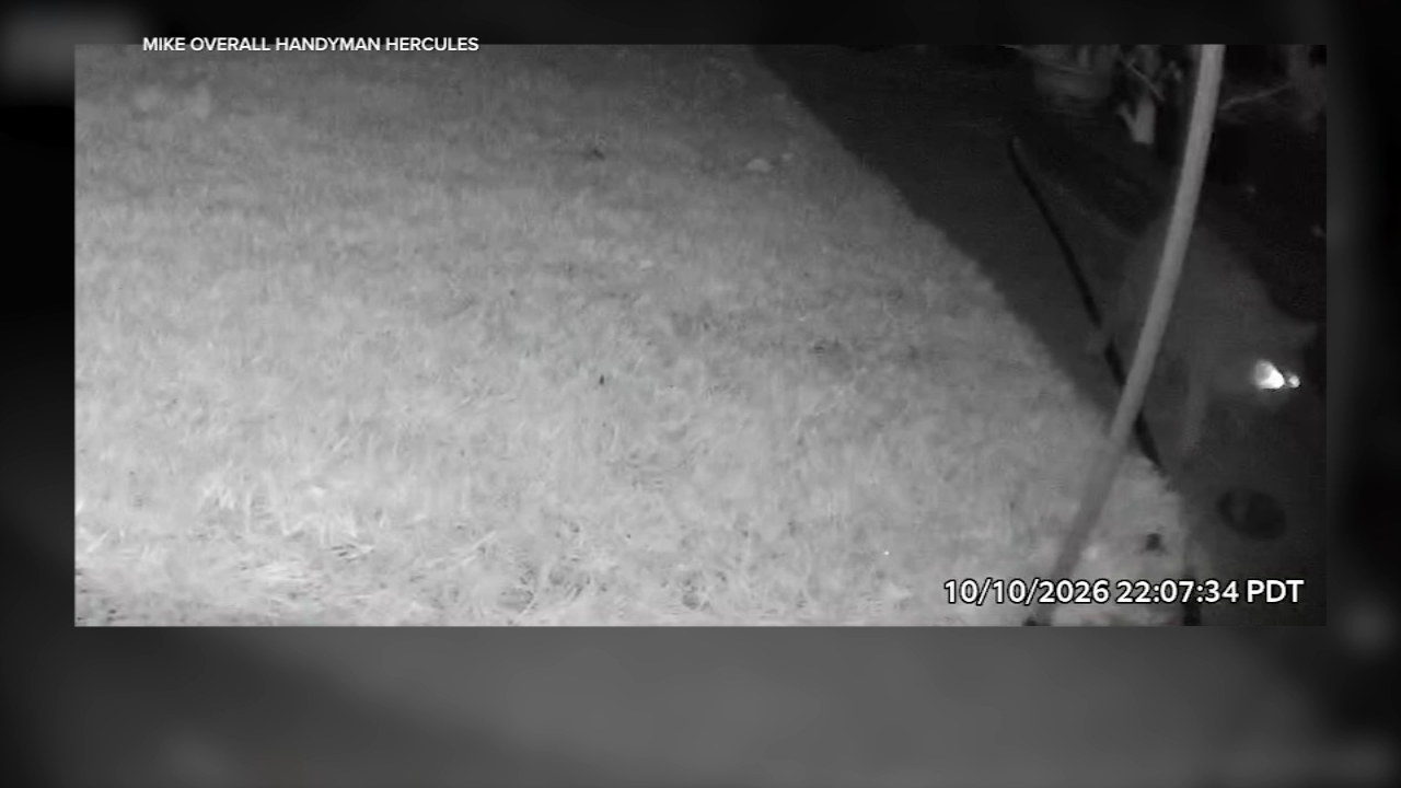 Hercules police urge caution after mountain lion sightings in neighborhood
       — ABC 7 Bay Area